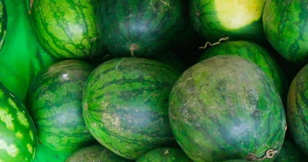 هل أغرق البطيخ الإسرائيلي المصاب أسواقنا ؟